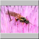 Glypta sp - Schlupfwespe w01a 8mm - Niedringhaussee det06.jpg